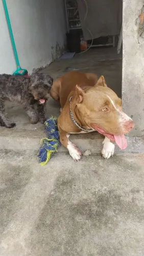 Pitbull American Bullying com Monsters