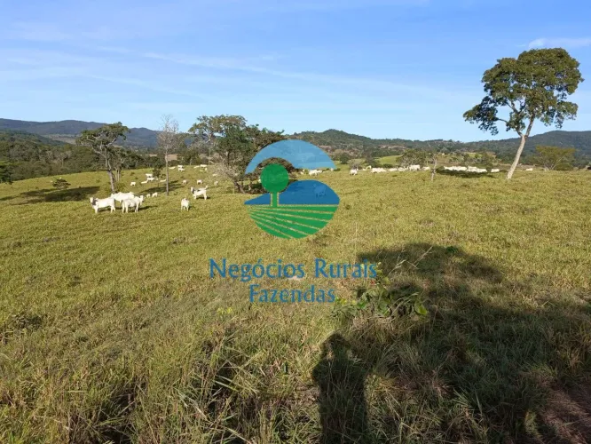 Fazenda a venda em Goiás 532 Hectares ou 110 Alqueires Uruaçu - GO.