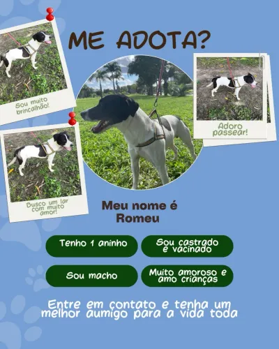 Preciso de adoção responsável
