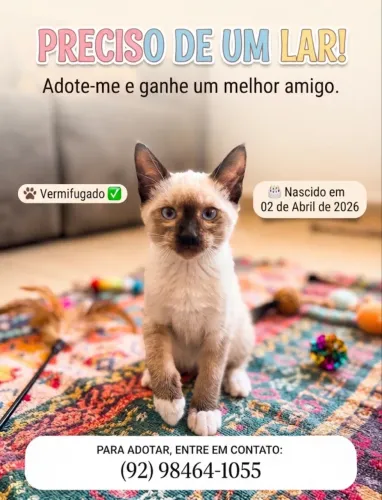 Adoção responsável 