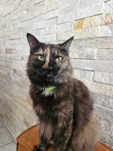 Gata | Doação