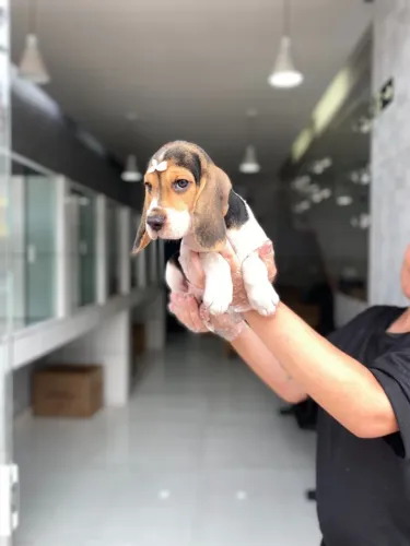 Segurança e Transparência na Aquisição do Seu Pet