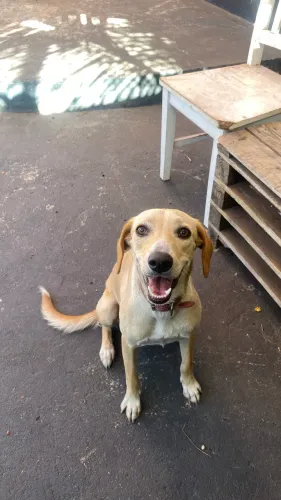 ADOÇÃO RESPONSÁVEL - MESTIÇA DE LABRADOR