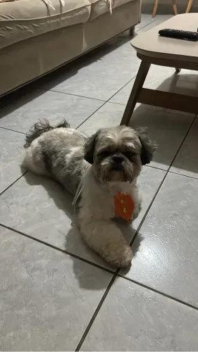 Shih tzu macho para cruzar
