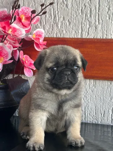 Pug fêmea com pedigree ( anapolis )