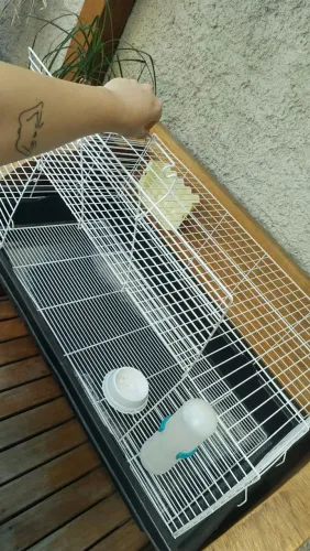 GAIOLA PORQUINHO DA INDIA COELHO OU RATO TWISTER