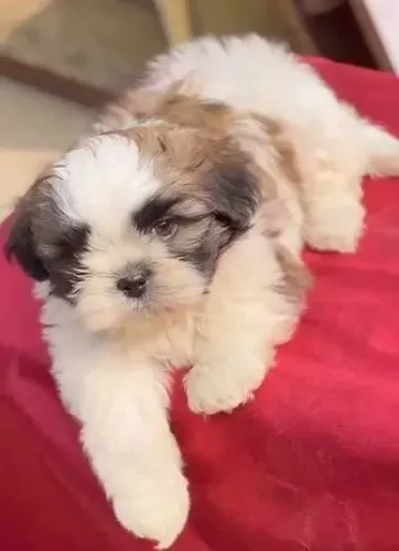 Neném shih tzu/shitzu de pelagem densa e ótima genética selecionada dócil