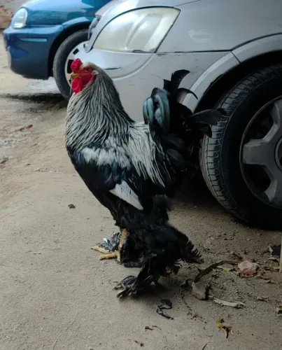 Galo Brahma Dark - 11 meses.