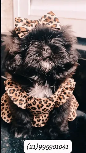 Shih Tzu fêmea lindíssima 
