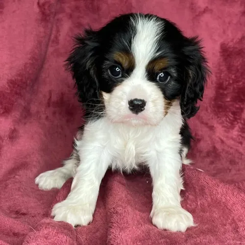 Cavalier King Charles Spaniel- A graciosidade do Cavalier vai encantar a sua casa
