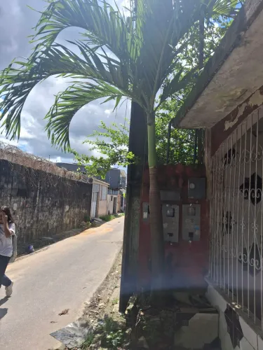 Palmeira real