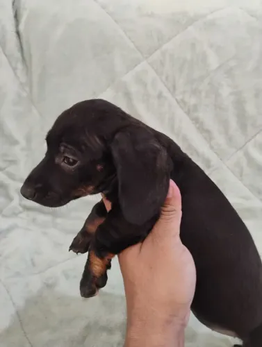 Dachshund ( teckel, salsichinha)