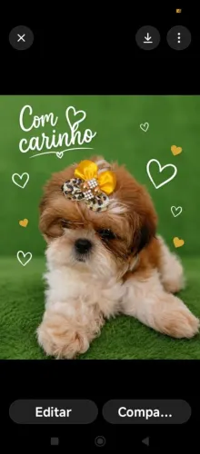 SHIH TZU LINDAS FEMEAS DE PORTE PEQUENO