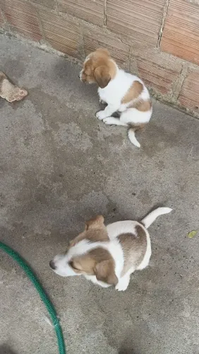 Doação de cachorros