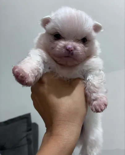 Venda de filhotes Spitz Alemão 
