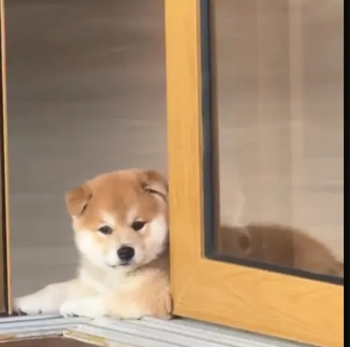 Shiba Inu com pedigree