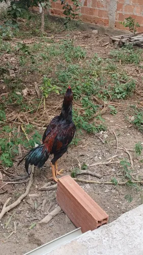 Vendo galo e galinha 