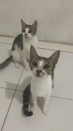 Duas gatinhas femia 