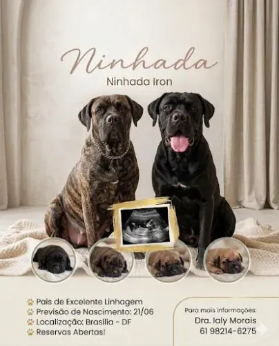 Filhotes Cane Corso