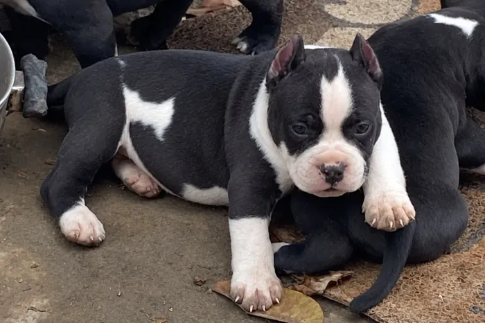 AMERICAN BULLY