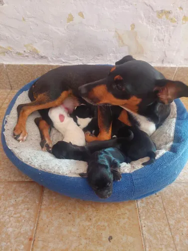 Cachorro Dachshund canich