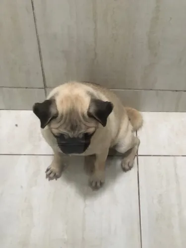Cachorra pug
