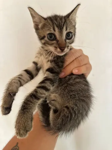 Adoção gatos