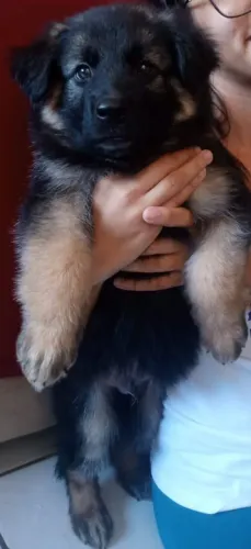 Filhotes de pastor alemão peludos