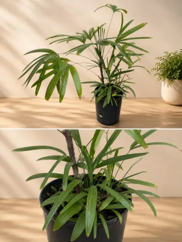 Lindíssima Planta ornamental Arecaceae cheia de brotos novos