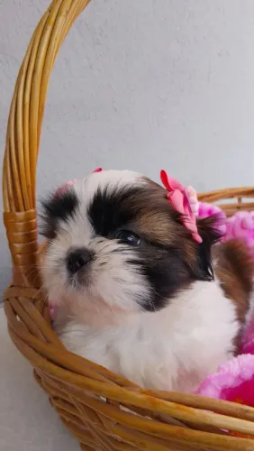 Fêmea Shih-tzu