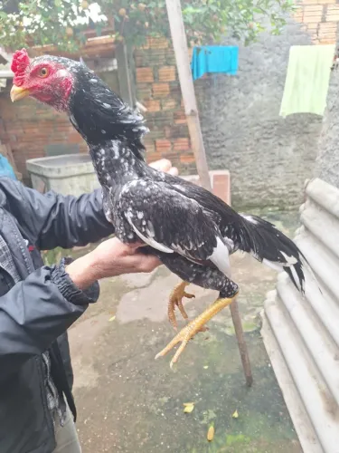 Frango Mura pintado