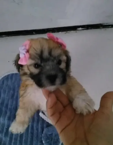 Filhote Lhasa apson 2 meses