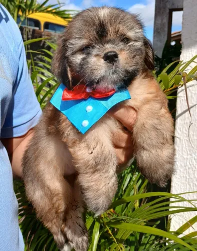 Machinho lhasa apso 