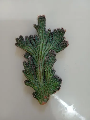 Vendo mudas de cactos calda de Sereia do Rosa)