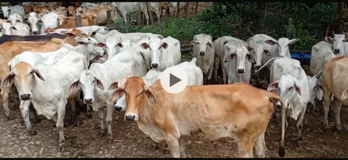 Vacas Nelores Tabapuã prenhas