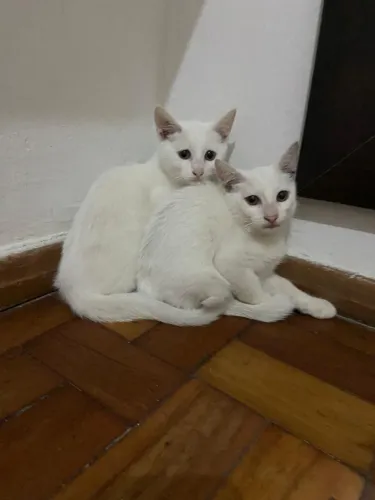 Lindo filhotes de felino para doação responsável 