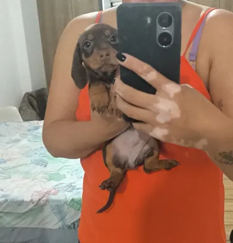 Salsicha: O Companheiro Ideal para Sua Casa