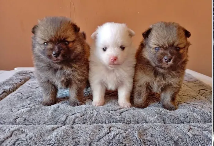 Spitz anão Lulu maravilhosos machinho fulvo encarvoado 