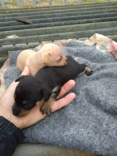 Pinscher 