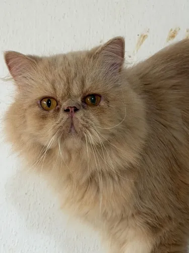 Gato Persa Macho