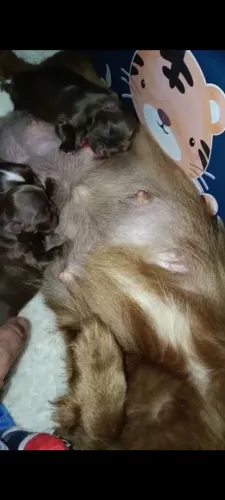 Venda Chihuahua - Reserva filhote