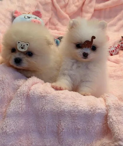 Lulu da Pomerânia