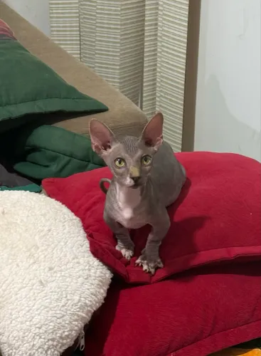 Filhote Sphynx Bambino