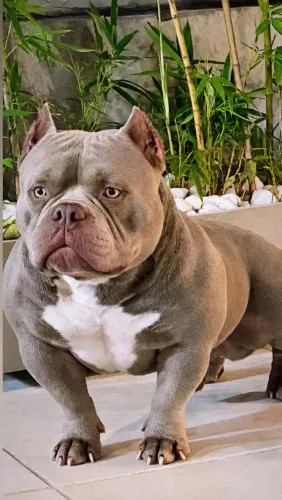 Padreador micro bully