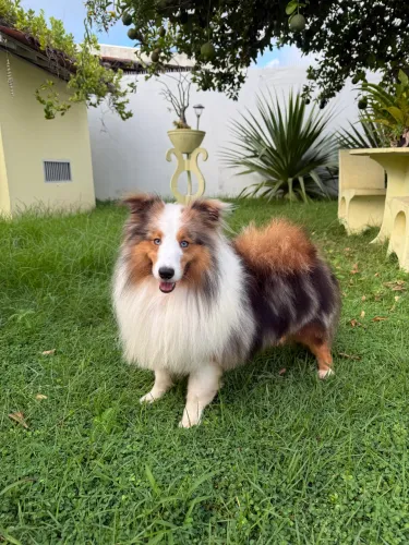 Pastor de shetland com pedigree CBKC