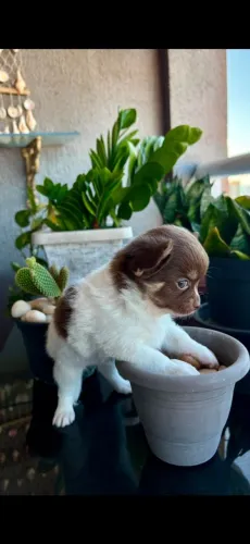 Filhote Chihuahua PL Chocotan e branco