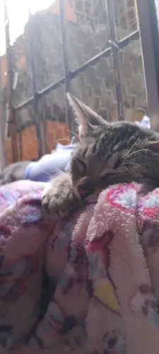 Gata castrada doação