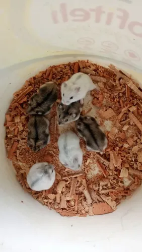 Hamster anão russo 