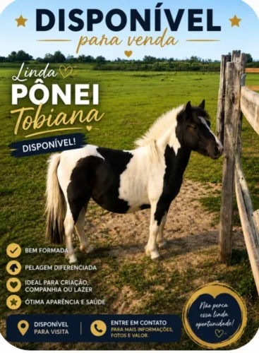 Linda pônei tobiana 