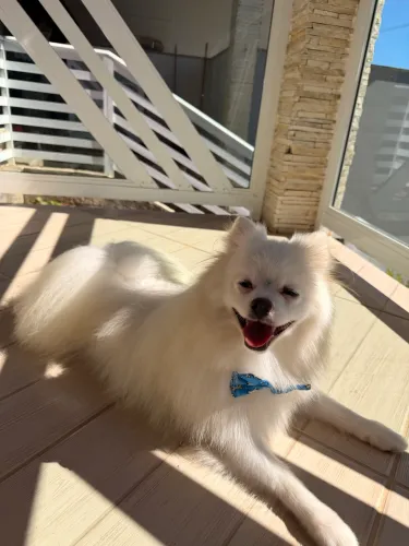 Spitz alemão